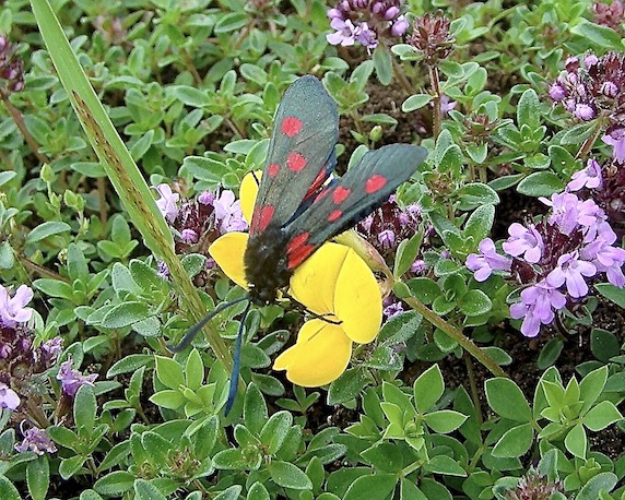 narrow-bordered five-spot burnet